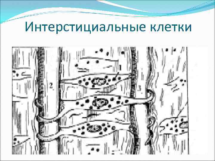 Интерстициальные клетки 