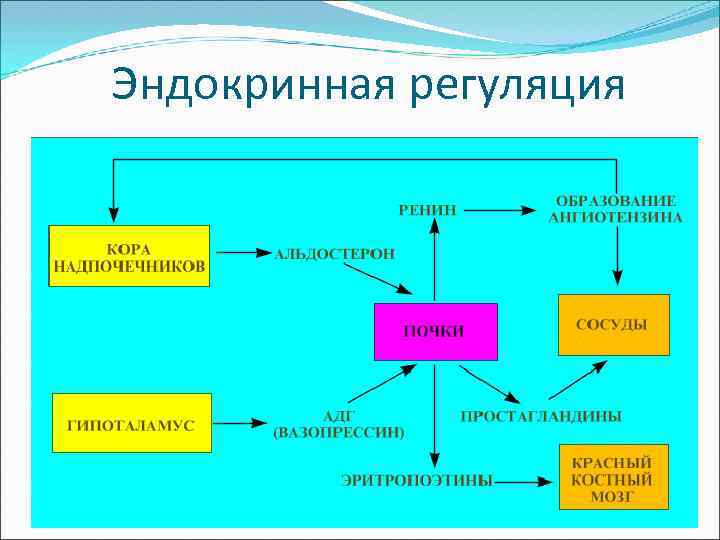 Эндокринная регуляция 