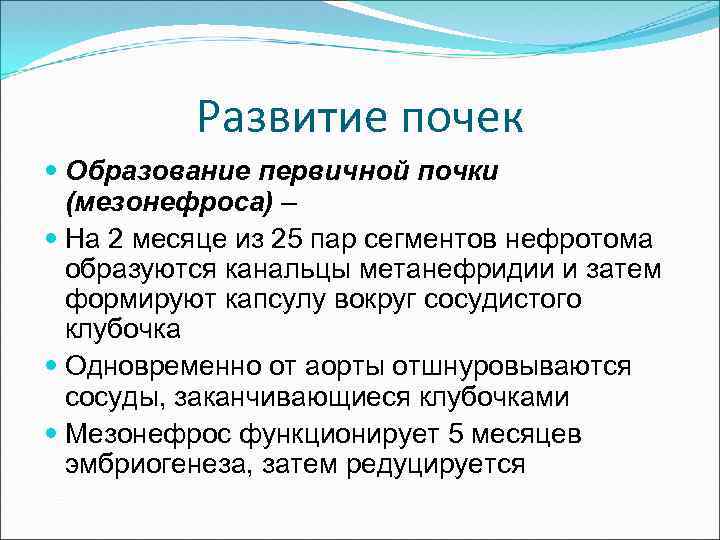 Развитие почек Образование первичной почки (мезонефроса) – На 2 месяце из 25 пар сегментов