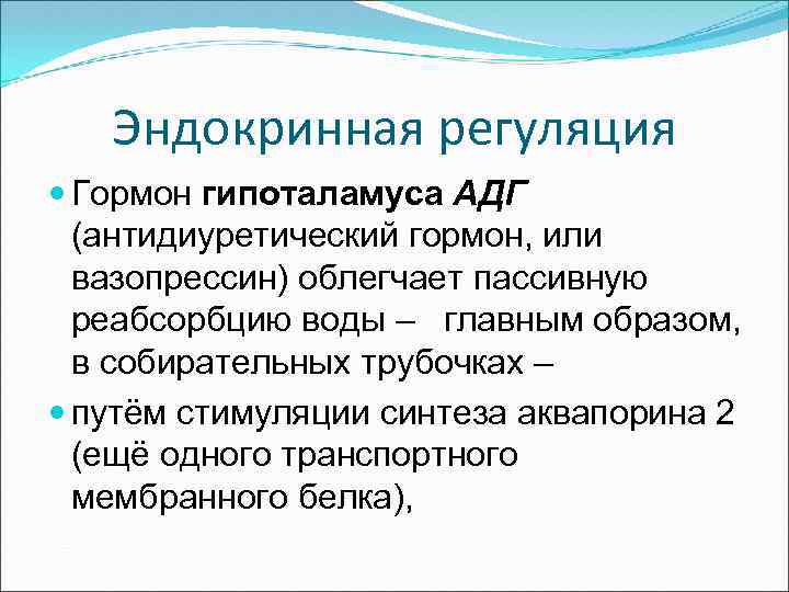 Эндокринная регуляция Гормон гипоталамуса АДГ (антидиуретический гормон, или вазопрессин) облегчает пассивную реабсорбцию воды –