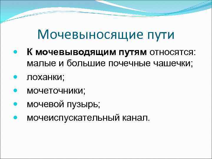 Мочевыносящие пути К мочевыводящим путям относятся: малые и большие почечные чашечки; лоханки; мочеточники; мочевой