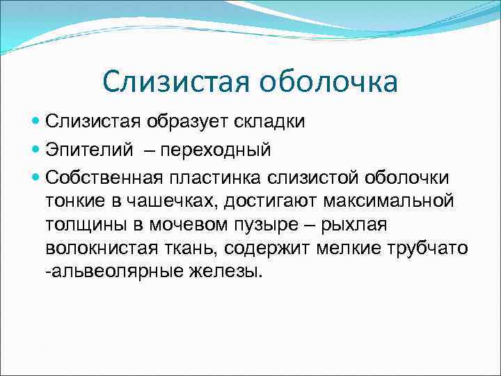 Слизистая оболочка Слизистая образует складки Эпителий – переходный Собственная пластинка слизистой оболочки тонкие в