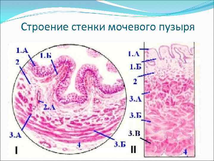 Строение стенки мочевого пузыря 