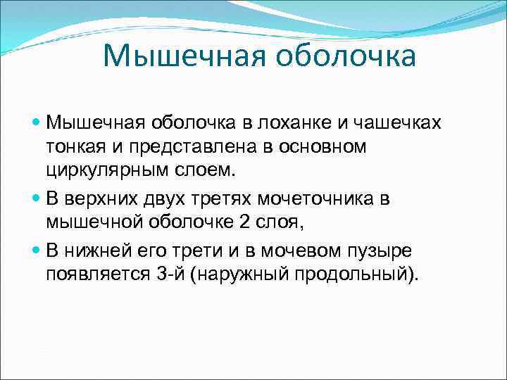 Мышечная оболочка в лоханке и чашечках тонкая и представлена в основном циркулярным слоем. В