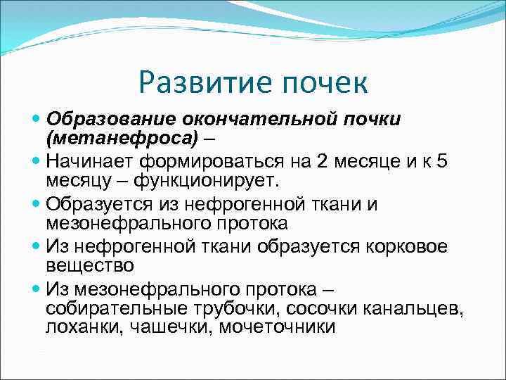 Развитие почек Образование окончательной почки (метанефроса) – Начинает формироваться на 2 месяце и к