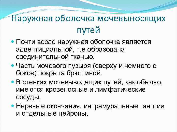 Наружная оболочка мочевыносящих путей Почти везде наружная оболочка является адвентициальной, т. е образована соединительной