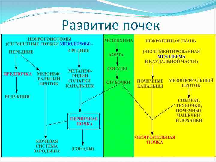 Развитие почек 