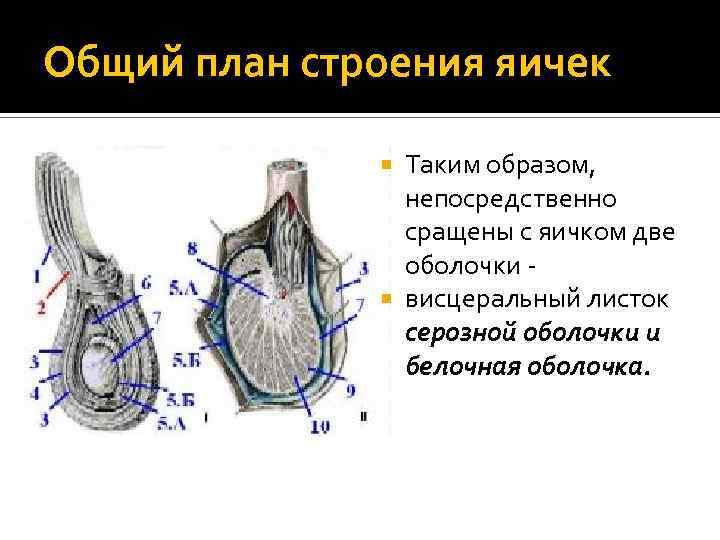 Общий план строения яичек Таким образом, непосредственно сращены с яичком две оболочки висцеральный листок