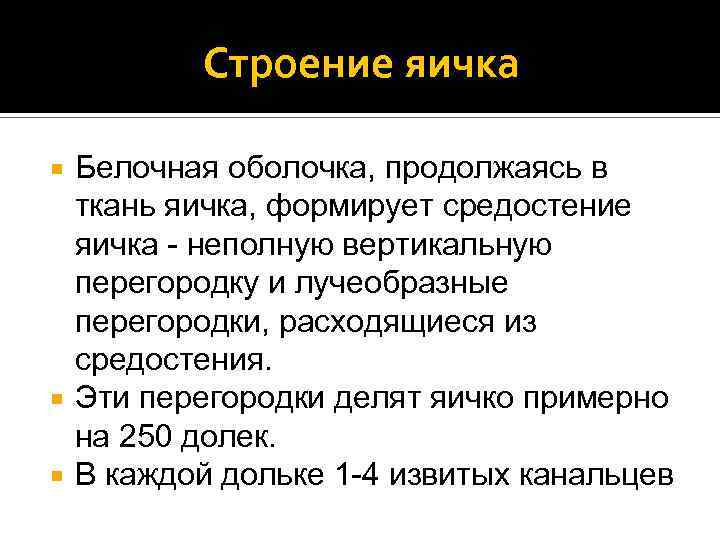 Строение яичка Белочная оболочка, продолжаясь в ткань яичка, формирует средостение яичка - неполную вертикальную