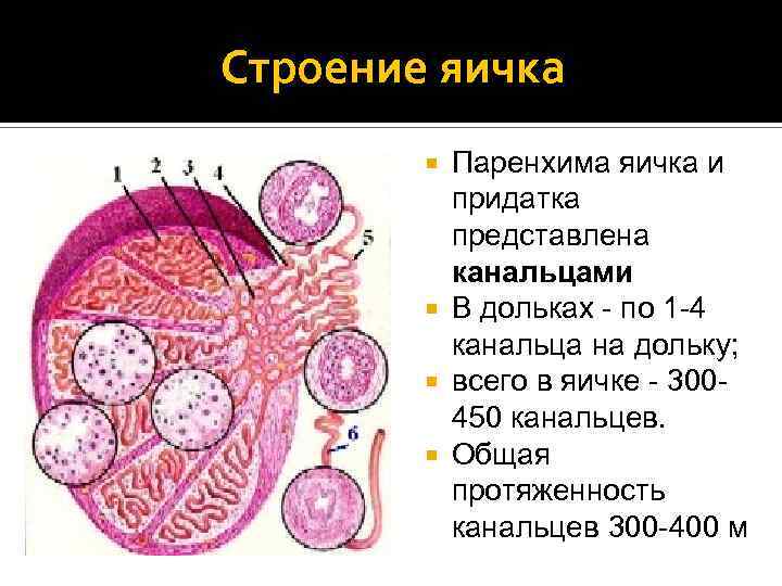 Строение яичка Паренхима яичка и придатка представлена канальцами В дольках - по 1 -4