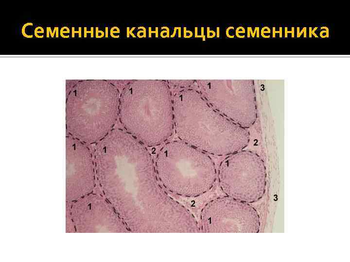 Семенные канальцы семенника 