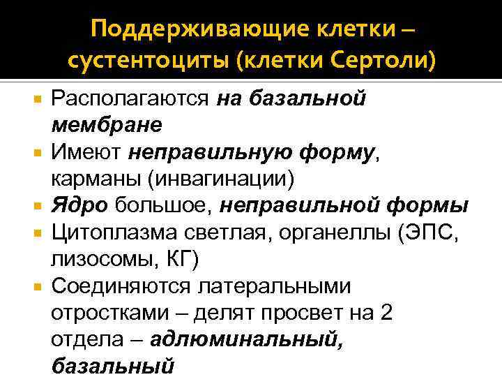 Поддерживающие клетки – сустентоциты (клетки Сертоли) Располагаются на базальной мембране Имеют неправильную форму, карманы