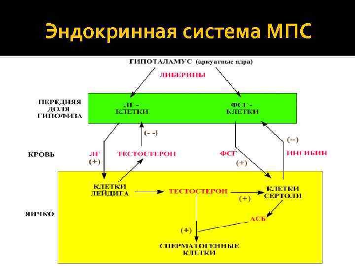 Эндокринная система МПС 