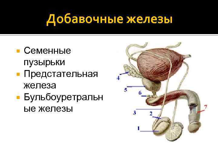 Мужская половая система фото