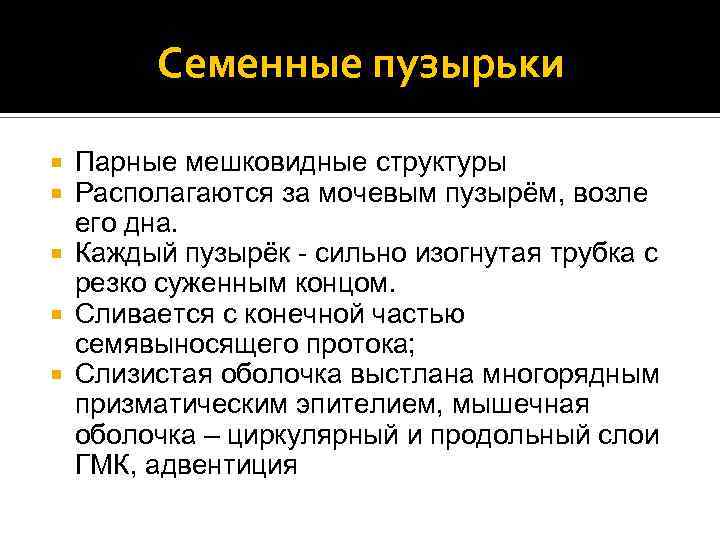 Семенные пузырьки Парные мешковидные структуры Располагаются за мочевым пузырём, возле его дна. Каждый пузырёк