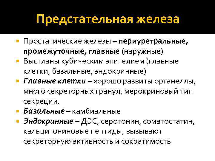 Предстательная железа Простатические железы – периуретральные, промежуточные, главные (наружные) Выстланы кубическим эпителием (главные клетки,