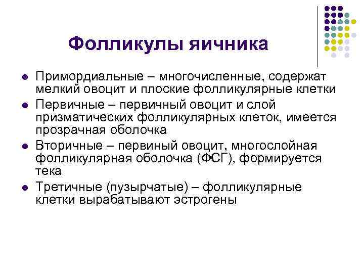 Фолликулы яичника l l Примордиальные – многочисленные, содержат мелкий овоцит и плоские фолликулярные клетки