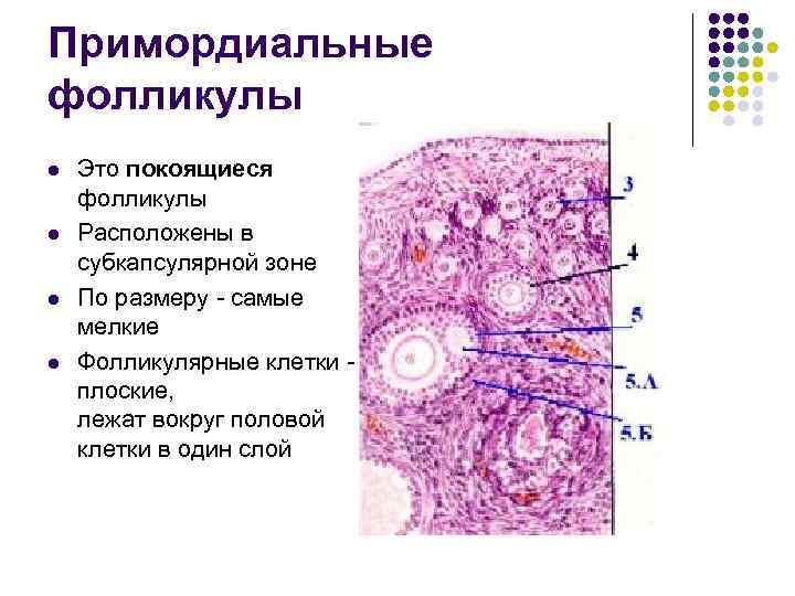 Примордиальные фолликулы l l Это покоящиеся фолликулы Расположены в субкапсулярной зоне По размеру -