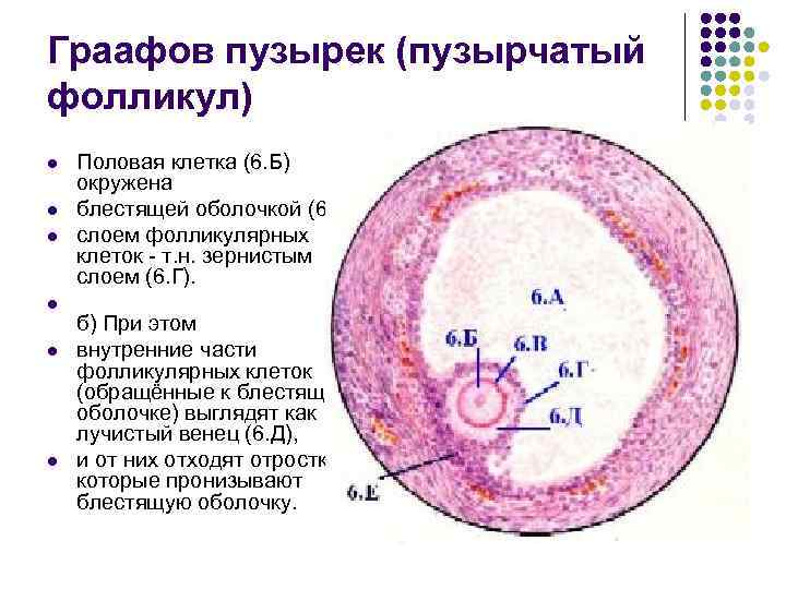 Фото влагалища с большими половыми губами