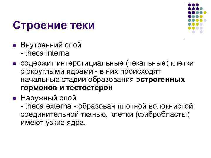 Строение теки l l l Внутренний слой - theca interna содержит интерстициальные (текальные) клетки