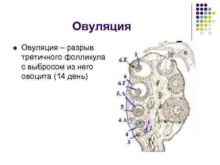 Овуляция l Овуляция – разрыв третичного фолликула с выбросом из него овоцита (14 день)
