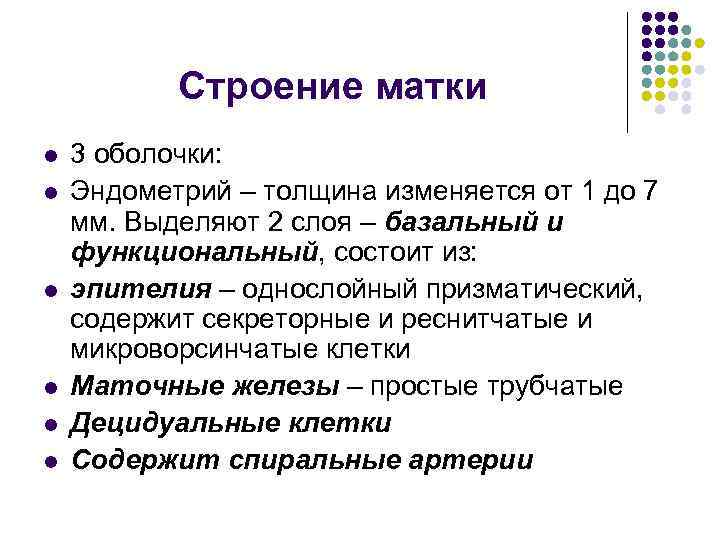 Строение матки l l l 3 оболочки: Эндометрий – толщина изменяется от 1 до