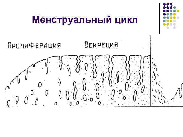 Менструальный цикл 