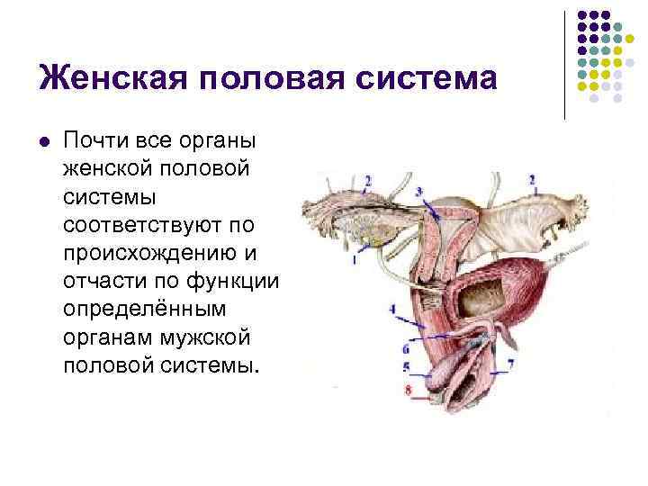 Органы женской половой системы рисунок