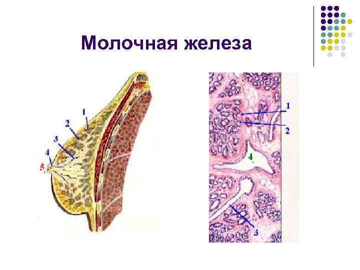 Молочная железа 