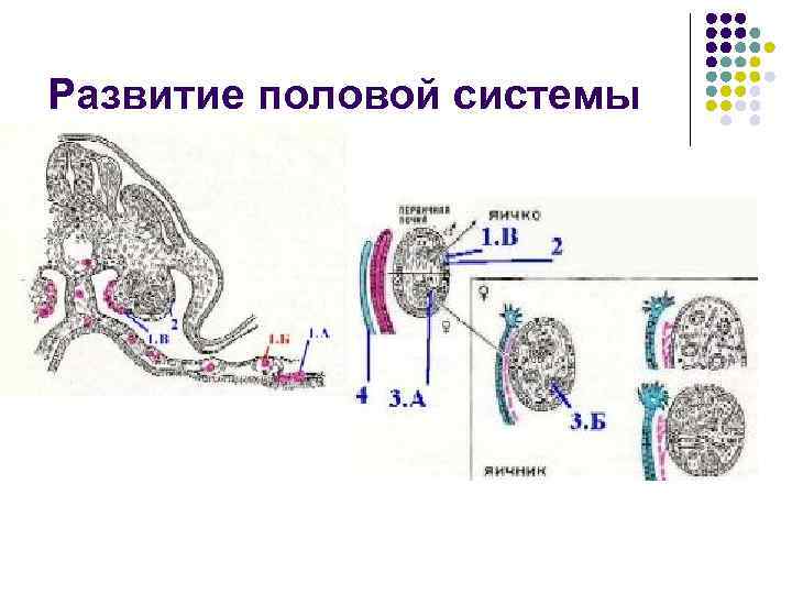 Половая система схема