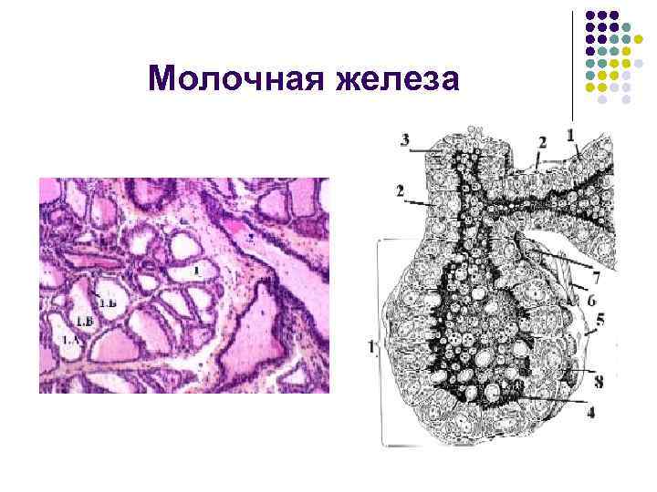 Молочная железа 