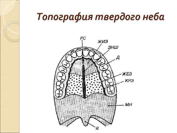 Рисунок твердого неба