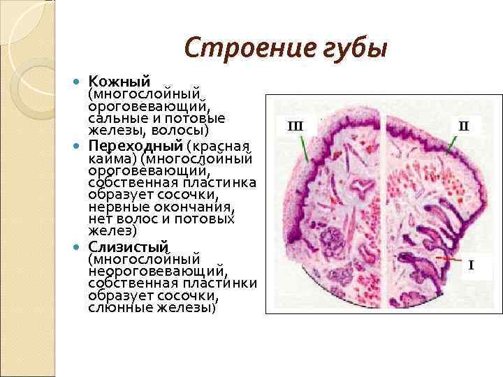 Железы латынь