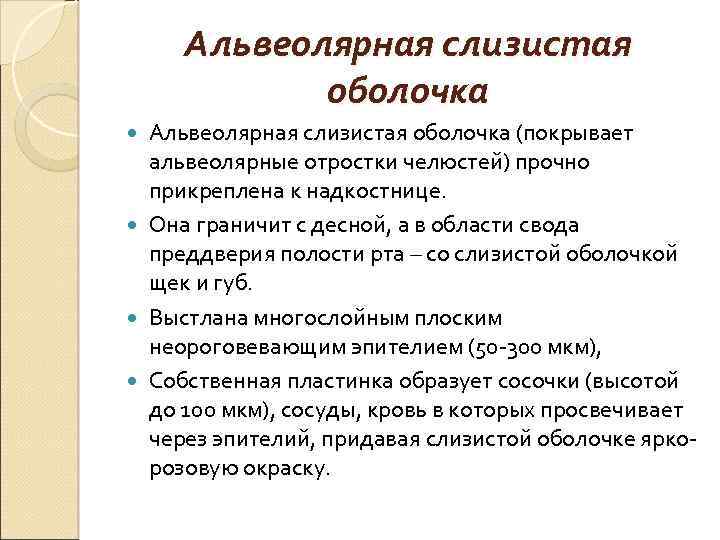 Альвеолярная слизистая оболочка (покрывает альвеолярные отростки челюстей) прочно прикреплена к надкостнице. Она граничит с