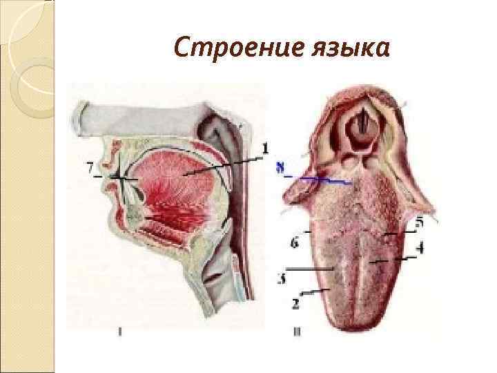 Строение языка 