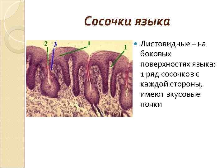 Сосочки языка Листовидные – на боковых поверхностях языка: 1 ряд сосочков с каждой стороны,