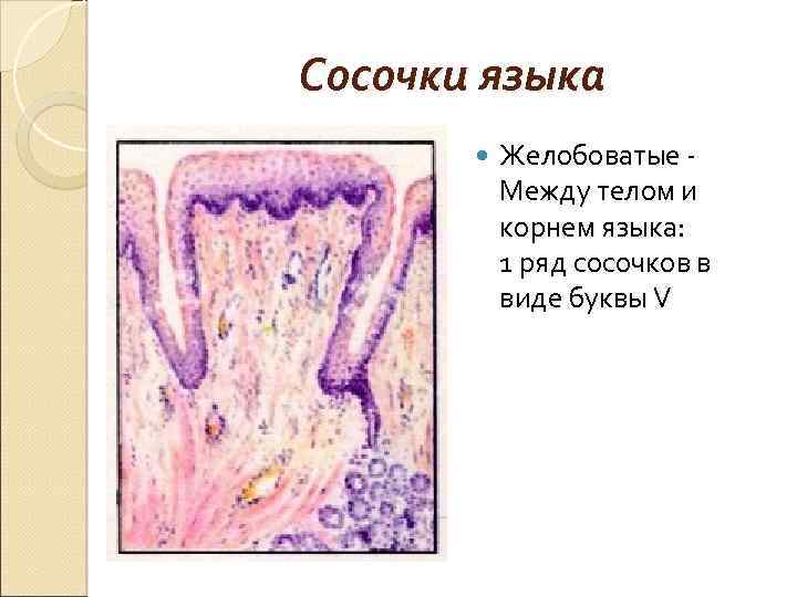 Сосочки языка Желобоватые Между телом и корнем языка: 1 ряд сосочков в виде буквы