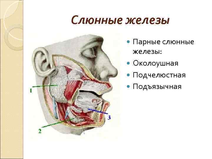 Слюнные железы Парные слюнные железы: Околоушная Подчелюстная Подъязычная 