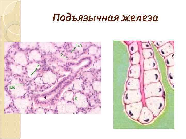 Клетка слизистой оболочки рта