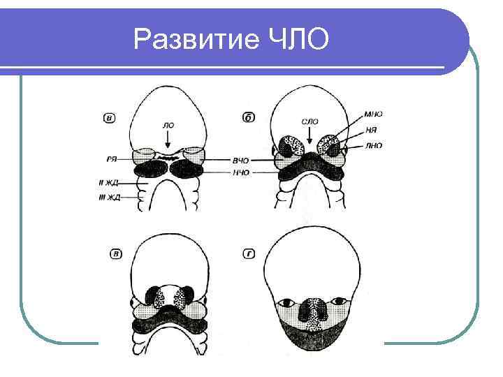 Развитие ЧЛО 