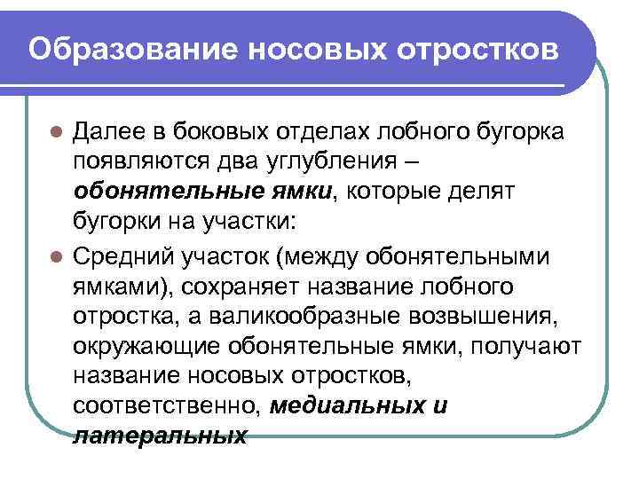 Образование носовых отростков Далее в боковых отделах лобного бугорка появляются два углубления – обонятельные