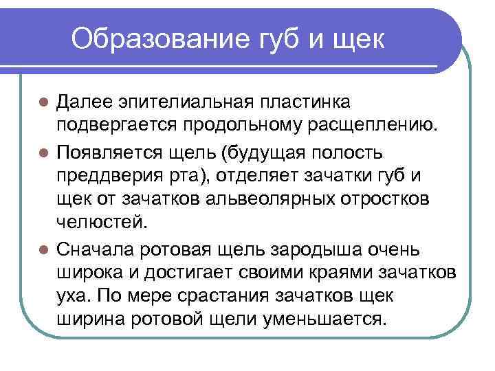 Образование губ и щек Далее эпителиальная пластинка подвергается продольному расщеплению. l Появляется щель (будущая