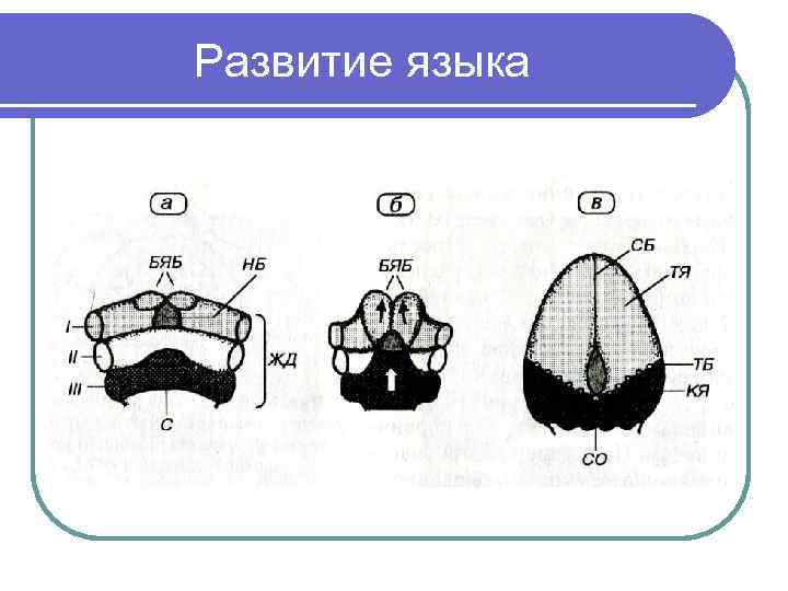 Развитие языка 