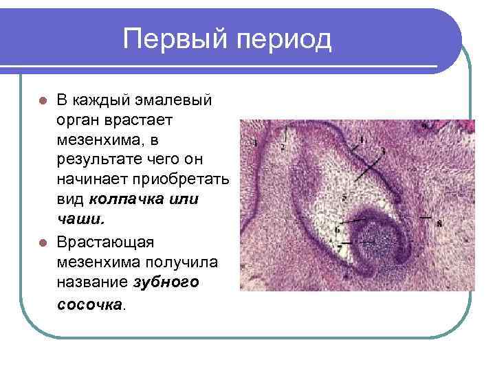 Первый период В каждый эмалевый орган врастает мезенхима, в результате чего он начинает приобретать