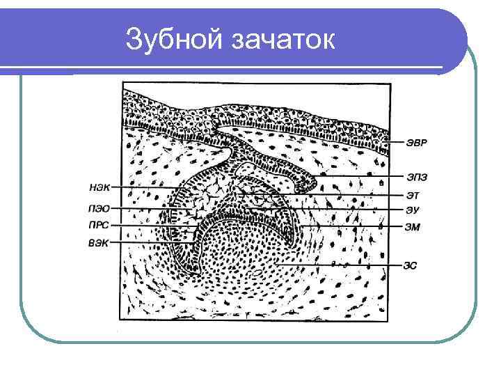 Зубной зачаток 