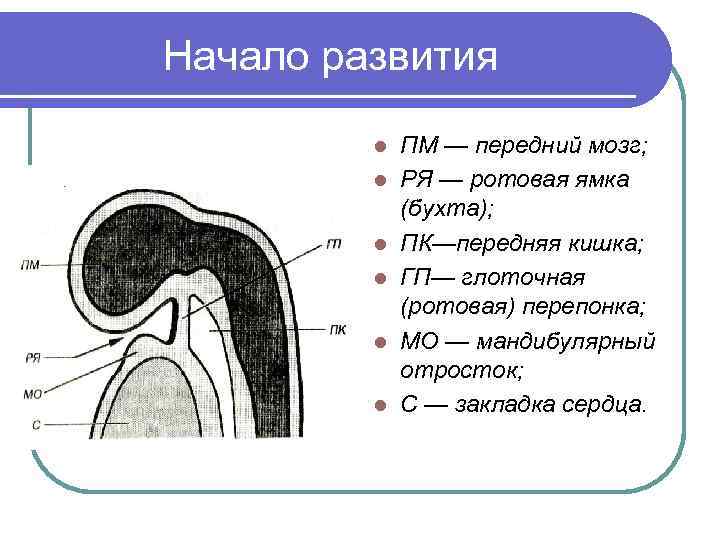 Начало развития l l l ПМ — передний мозг; РЯ — ротовая ямка (бухта);