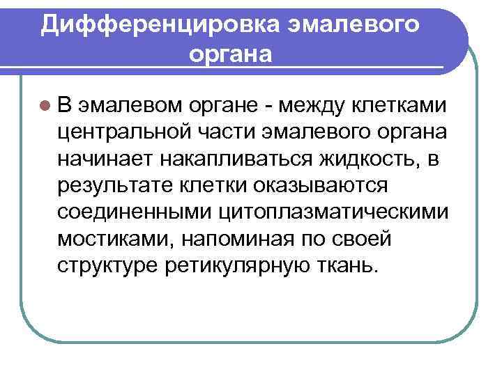 Дифференцировка эмалевого органа l. В эмалевом органе - между клетками центральной части эмалевого органа