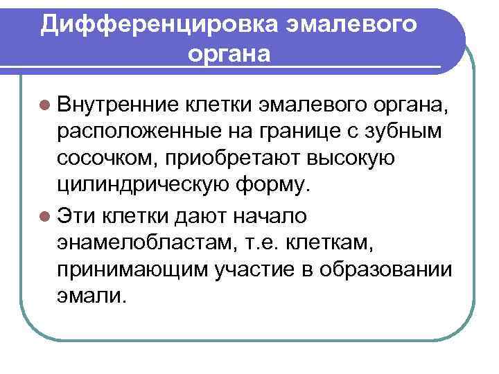 Дифференцировка эмалевого органа l Внутренние клетки эмалевого органа, расположенные на границе с зубным сосочком,