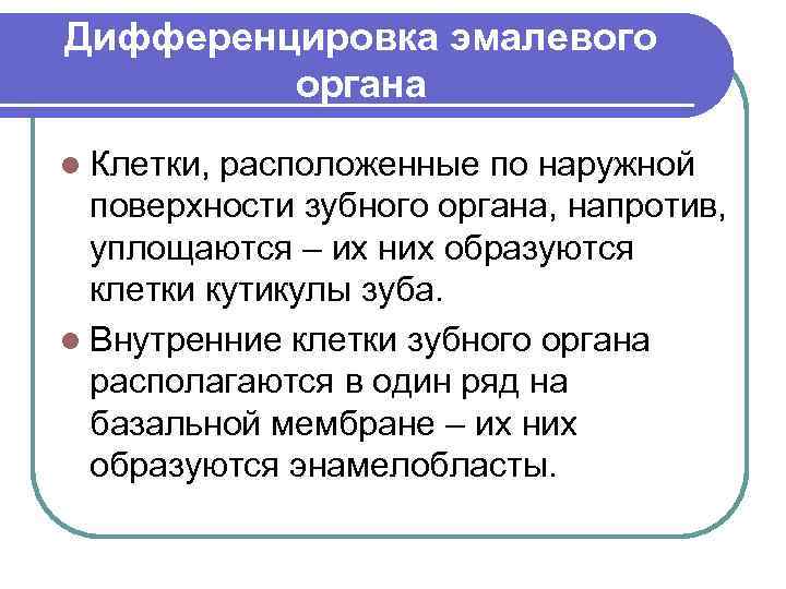 Дифференцировка эмалевого органа l Клетки, расположенные по наружной поверхности зубного органа, напротив, уплощаются –