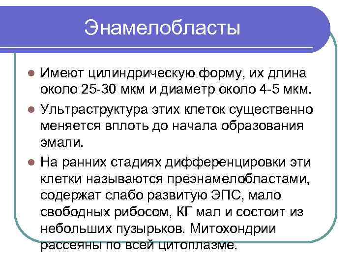 Энамелобласты Имеют цилиндрическую форму, их длина около 25 -30 мкм и диаметр около 4